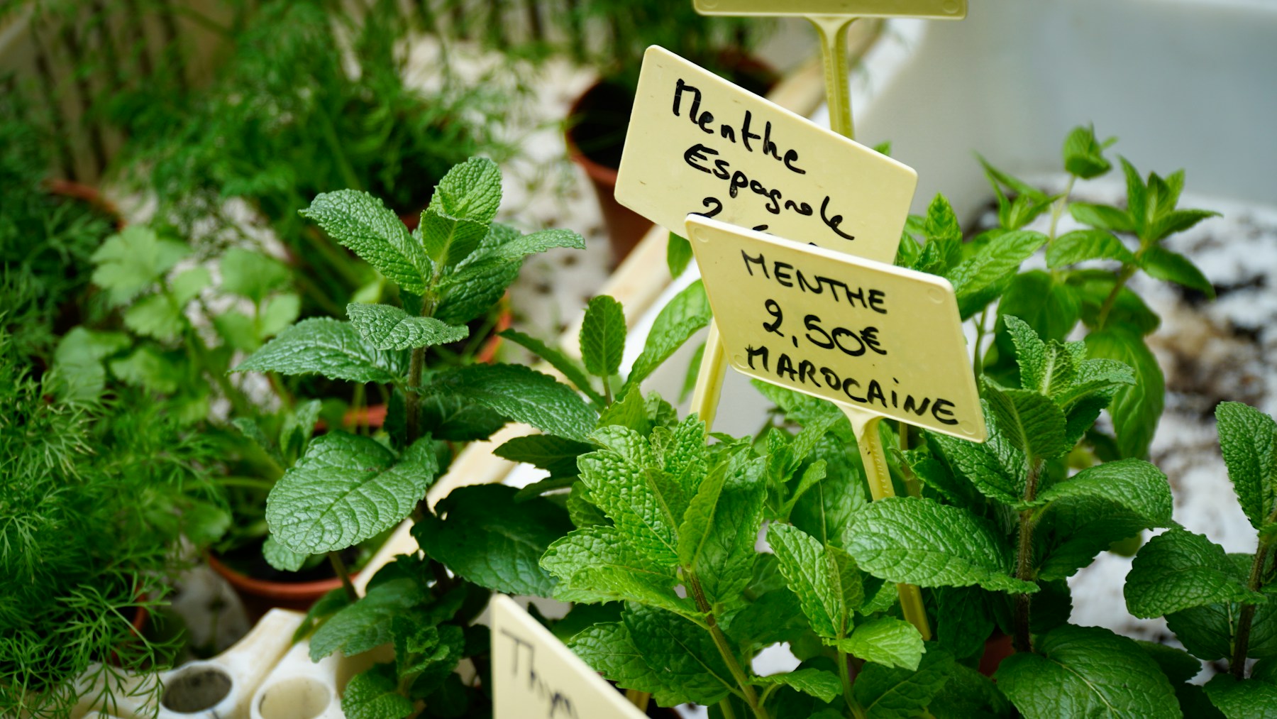 Fresh mint, dill, and other aromatic herbs at a farmers market