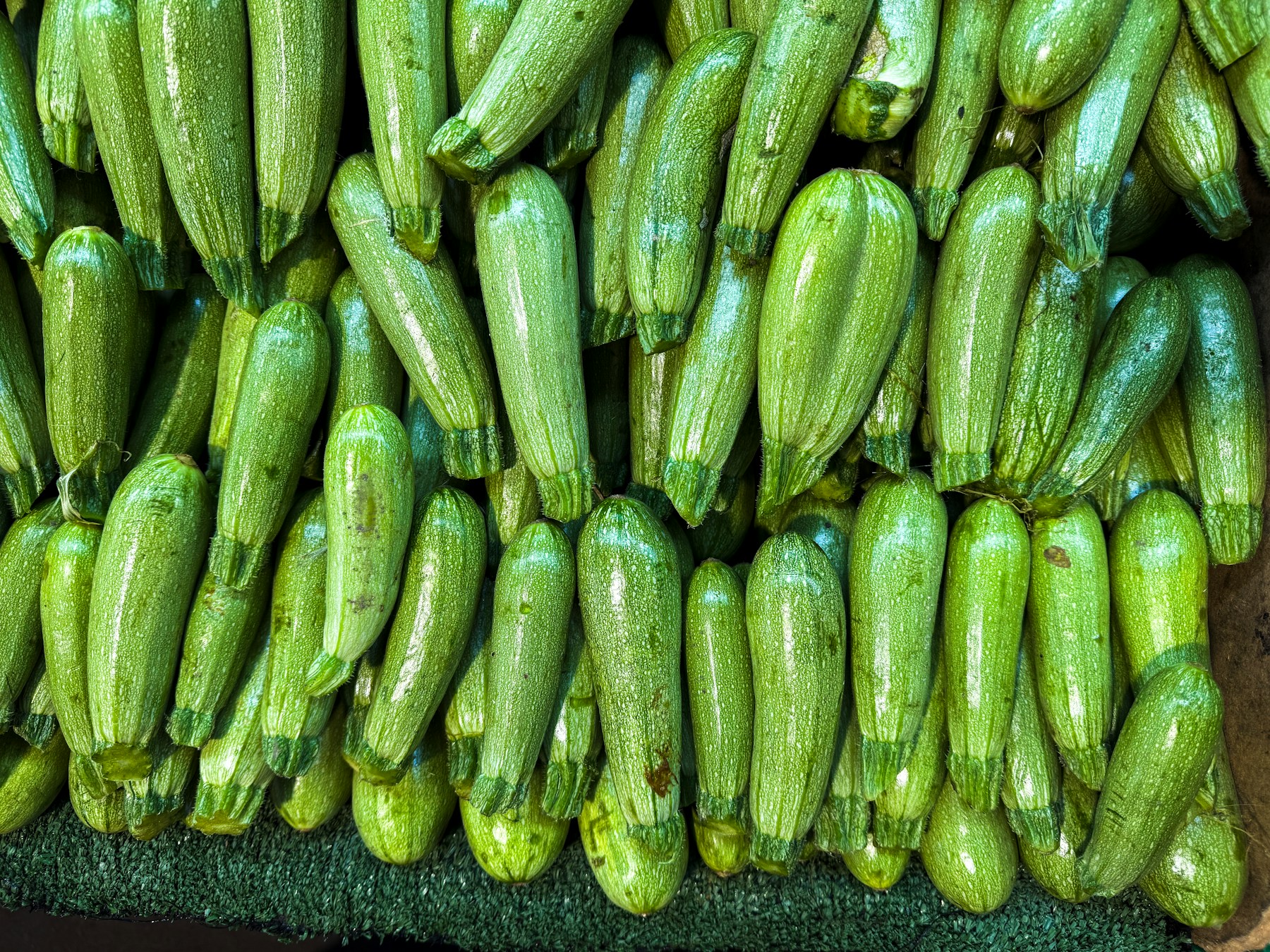 Fresh zucchini and summer squash gathered for market